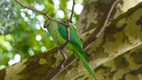 A parrot. Parakeet on the branch. Stock Footage 81839011