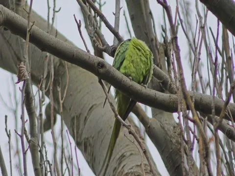 Parrot - Parakeet on a tree branch. Video stock 73398215