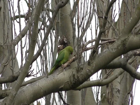 Parrot - Parakeet on a tree branch. 스톡 동영상 73400118