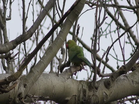 Parrot - Parakeet on a tree branch. 库存影片 73400534