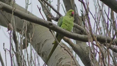 Parrot - Parakeet on a tree branch. Stockbeeldmateriaal 152234875