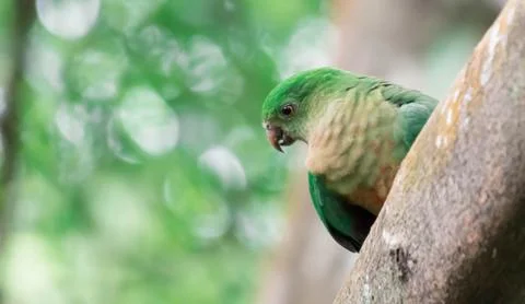 A Parrot parakeet while sitting on a tree branch Foto stock