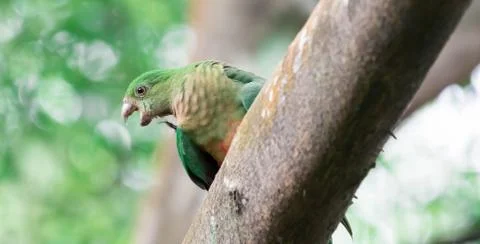 A Parrot parakeet while sitting on a tree branch Stock Photos