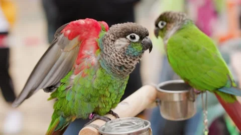 Parrot party in a park Stock Footage 152933074
