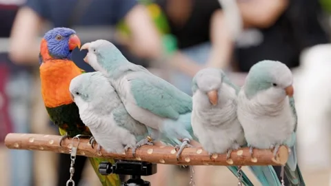 Parrot party in a park Stock Footage 152933119