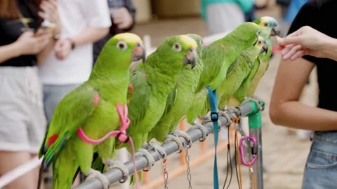 Parrot party in a park Stock Footage 152933174