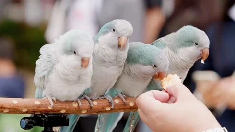 Parrot party in a park Stock Footage 152933261