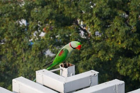 Parrot on a peak looking at trees Stock Photos