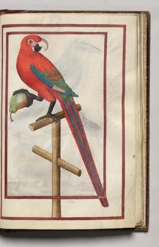 Parrot with a Pear, folio 38 (recto), from Florilegium (A Book of Flower St.. Illustrazione stock
