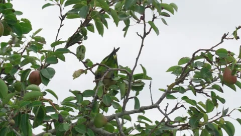 Parrot Pecking at Pear on Tree Limb   Video stock 297579784