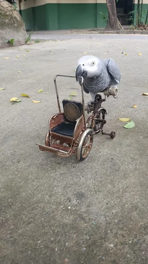 Parrot Pedals Tiny Bicycle, Bien Hoa, Dong Nai - 18 Nov 2022 動画素材 221569858