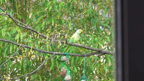 Parrot perched above feeder with seed and peanut Stock Footage 330692803