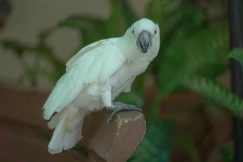 Parrot perched on a bench Stock Photos
