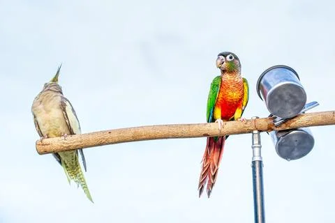 Parrot perched on a branch Stock Illustration
