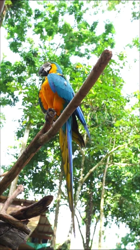  parrot perched  Stock Footage 317998778