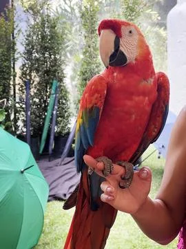 Parrot Perched on Hand in Tropical Setting with Vibrant Red Plumage Foto stock