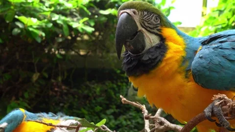 Parrot perched on a leafy branch Stock-Footage 334457942