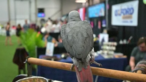 Parrot perched on a stick Stock Footage 199106563