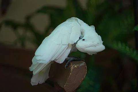 Parrot perched on a stick Stock Photos