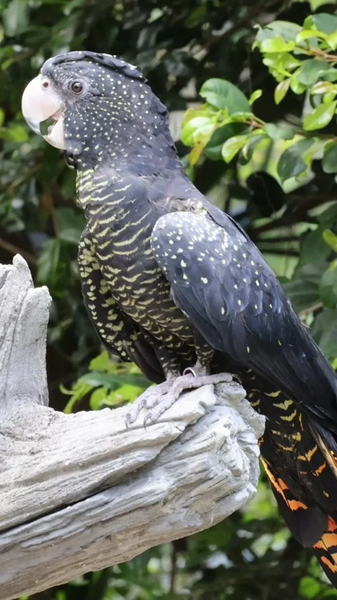 Parrot Perched on a Tree Branch Stock Footage 304403709