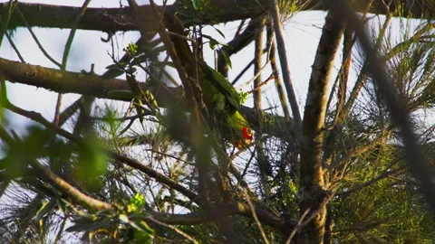 Parrot perched on a tree branch in a lush forest, colorful and vibrant bird in Video stock 310330028