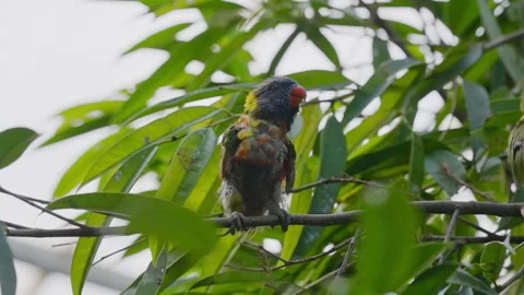 A parrot perching on branch Stock Footage 322511598