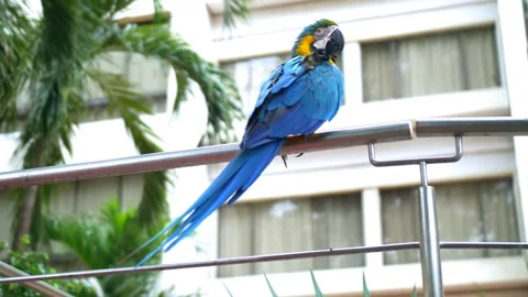 Parrot perching on railing Stockbeeldmateriaal 244412573