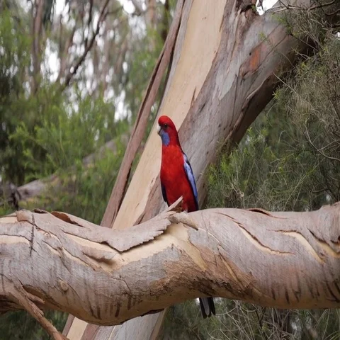 Parrot perching on tree branch in Australia Stock Footage 69493424