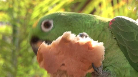 Parrot in Peru Stock Footage 48709352