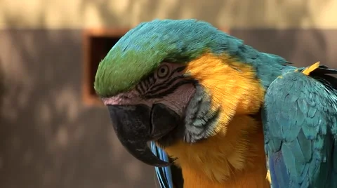 Parrot in Peru Stock Footage 48709395