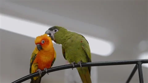 Parrot Pestering a Conure on a Shared Perch Inside a Bird Cafe in Japan Stock Footage 327400215
