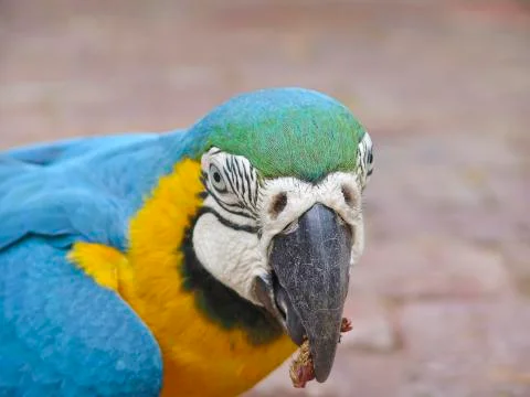 Parrot Foto stock