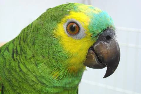 Parrot Stock Photos