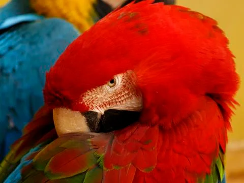 Parrot Stock Photos