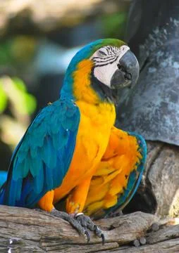 Parrot Stock Photos