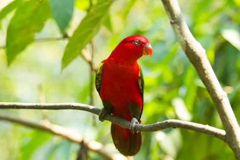 Parrot Stock Photos