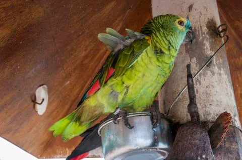 Parrot 写真素材
