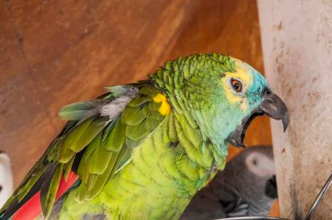 Parrot 스톡 사진