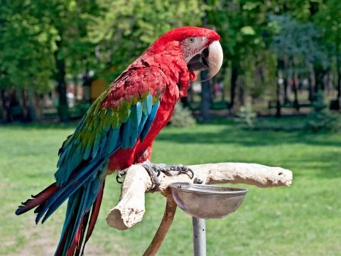 Parrot Stock Photos