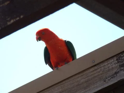 Parrot Foto stock