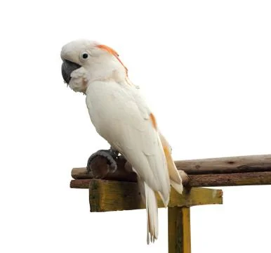 Parrot Stock Photos