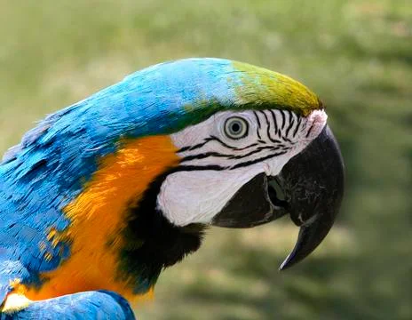 Parrot Stock Photos