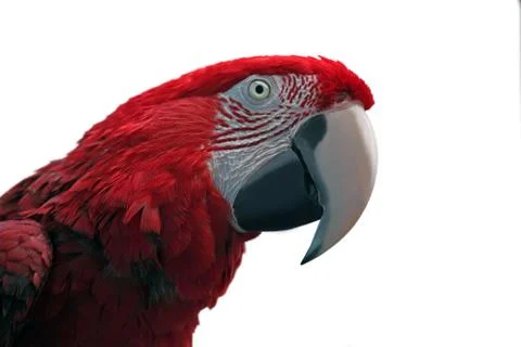 Parrot Stock Photos