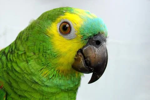 Parrot Stock Photos