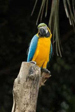 Parrot 스톡 사진