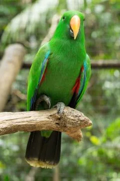 Parrot Stock-Fotos