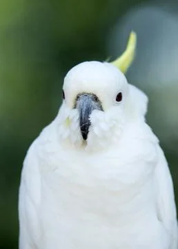Parrot 스톡 사진
