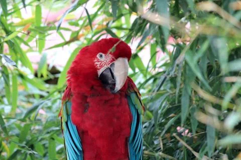 Parrot Stock Photos