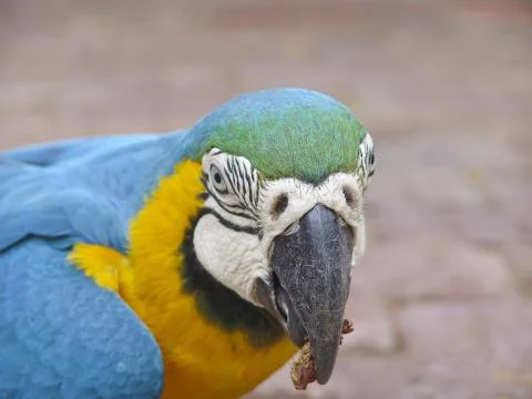 Parrot 스톡 사진