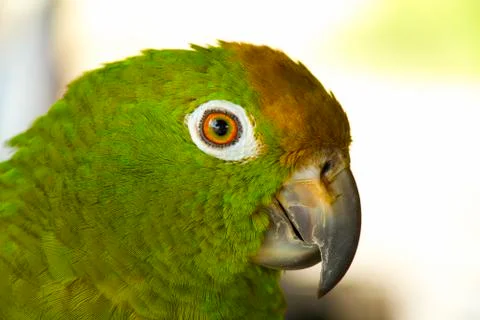Parrot Foto stock